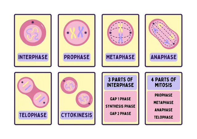 Study Flashcards
